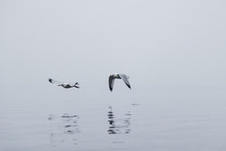 Nadja Jacke, Zwei Möwen im Nebel über der Ostsee