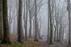 Nadja Jacke, Nebeliger Winterwald im Quellental, Glücksburg