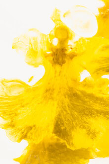 Marc Heiligenstein, Yellow orchid in ice 3 - Germany, Europe)