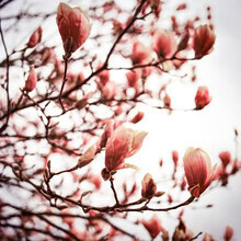 J. Daniel Hunger, Magnolia #4