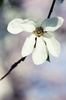 Manuela Deigert, Sternmagnolie