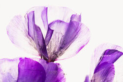 Marc Heiligenstein, Pinke Blüten der Flammenblumen in Eis - Deutschland, Europa)