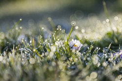 Nadja Jacke, Gänseblümchen im ersten Sonnenlicht an einem Frostmorgen