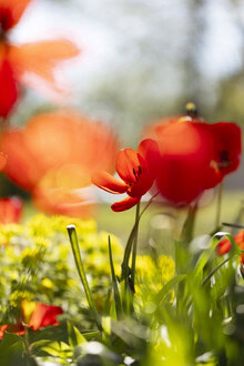 Nadja Jacke, Rote Tulpen im Frühlingslicht mit weichem Hintergrund