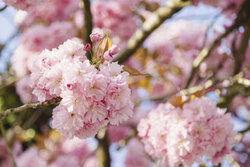 Nadja Jacke, Kirschblüten in sanftem Frühlingslicht
