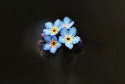 Manuela Deigert, Forget-me-not
