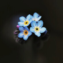 Manuela Deigert, Forget-me-not II