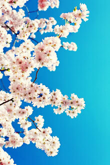 Manuela Deigert, Sky blossoms