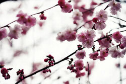 Manuela Deigert, Spring branches
