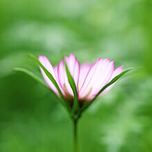Manuela Deigert, Cosmea