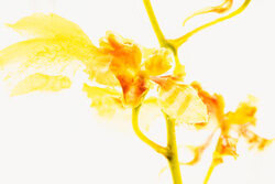 Marc Heiligenstein, Oncidium in Eis 2