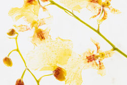 Marc Heiligenstein, Gelb-Rote Oncidium in Eis