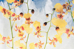Marc Heiligenstein, Oncidium in Eis 3