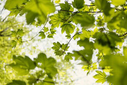 Nadja Jacke, Maple Leaves in Spring Light