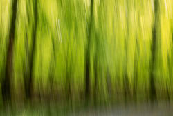 Nadja Jacke, Spring Forest in Motion