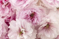 Nadja Jacke, Cherry Blossoms Up Close