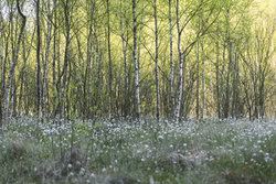 Nadja Jacke, Birch Forest with Blooming Cottongrass