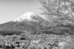 Melanie Viola, Malerischer Blick zum Fuji zur Kirschblüte in monochrom