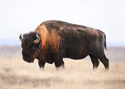 Bison in der Natur: ruhige Szene mit einem majestätischen Tier in der Wildnis.