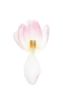 Pastellfarbene Tulpenblüte in sanften Tönen, strahlt Leichtigkeit und Eleganz aus