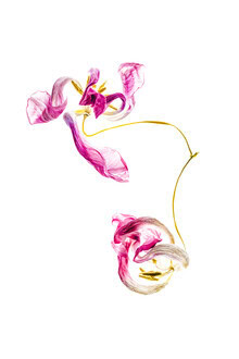 Fotokunst von Anke Dörschlen: vertrocknete Tulpenblüten in sanften Rosatönen