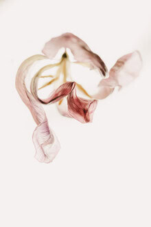 Fotokunst von Anke Dörschlen: vertrocknete Tulpenblüte in sanften Pastellfarben
