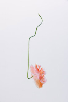 Fotokunst von Anke Dörschlen: schwebende Mohnblüte in sanften Pastellfarben