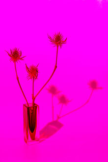 Fotokunst von Anke Dörschlen: leuchtende Pinktöne in einer Blumenvase