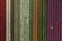 Aerial view of a colorful tulip field in Holland showcasing the vibrant flower colors.