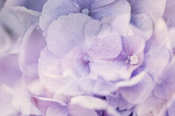 Fotokunst von Nadja Jacke: sanfte Hydrangeen in lila Tönen, abstrakte Mehrfachbelichtung.