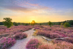 Fotokunst von Michael Valjak: Sommerabend in blühender Heide mit sanften Farben