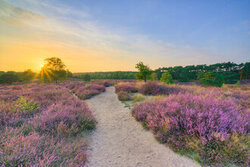 Wunderschöne Abendstimmung in blühender Heide mit sanften Farben