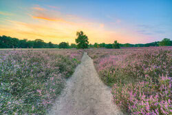 Blühende Heide mit sanften Farben und einem ruhigen Sonnenuntergang