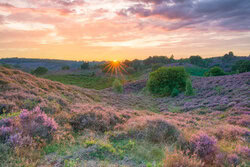 Fotokunst von Michael Valjak: Abendstimmung im Nationalpark Veluwezoom, sanfte Hügel und blühende Heide.