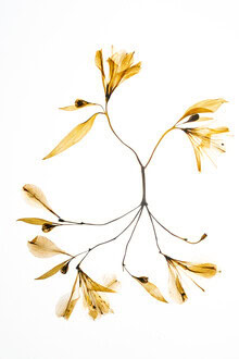 Photo art by Anke Dörschlen: collage of a pressed flower in soft colors