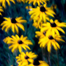 Fotokunst von J. Daniel Hunger: wunderschöne Sonnenhutblüten in sanften Farben