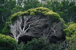Wind-shaped tree in Ibiza: gentle green leaves and fine branches swaying in the breeze