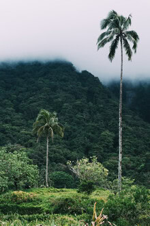 Palm leaves and jungle in Camiguin, Philippines, under a cloudy sky.