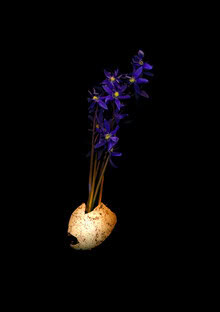 Fotokunst von Ramona Reimann: zartes Stillleben mit Blumen und Eierschale