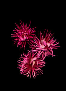 Fotokunst von Ramona Reimann: zarter Blumenstrauß mit leuchtenden Farben