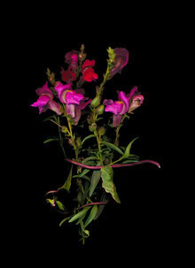 Fotokunst mit eleganten Blumen in sanften Farben, die eine ruhige Atmosphäre schaffen.