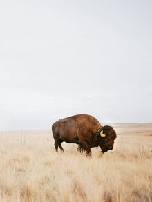 Rustikales Bison in der Natur, friedlich und majestätisch im Sonnenlicht.