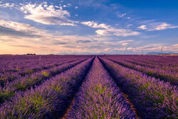 Photo art by Achim Thomae: lavender field in southern France during sunset