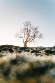 Fotokunst: Baum unter einem klaren Himmel, sanfte Farben und ruhige Stimmung.