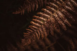 Forest scene with fern: calm, green leaves bathed in soft light