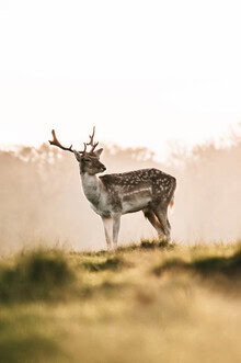 Deer in morning light, standing calmly in the woods, surrounded by soft shadows.