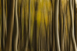 Photo art by Nadja Jacke: blurred image of an autumn beech forest