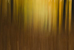 Photo art: blurred autumn vibes in a beech forest, soft color gradients.