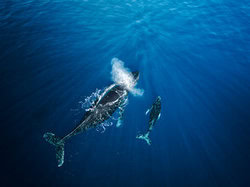 Photo art by Dennis Schmelz: a mother whale with her baby in the blue sea