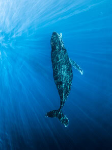 Photo art by Dennis Schmelz: majestic whale in deep blue water